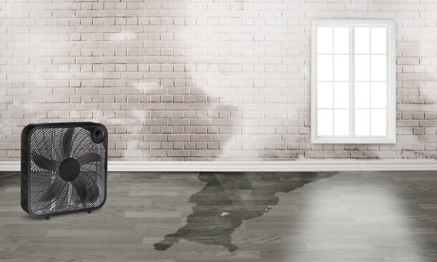 Best Water damage cleanup near me  in Southwest Greensburg, PA